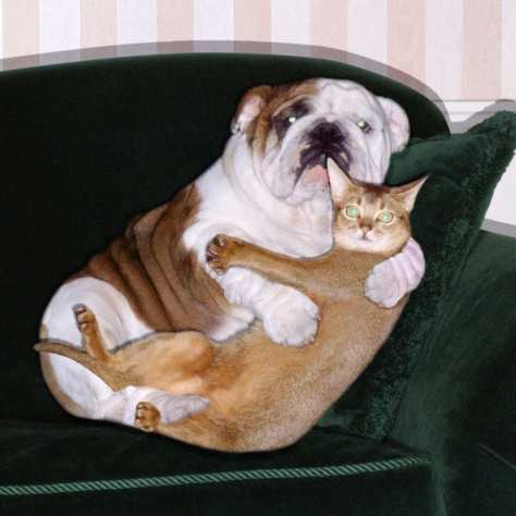19-dog-cat-hug-w529-h529-2x